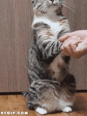 听话猫猫和主人握手动态图:猫猫,握手