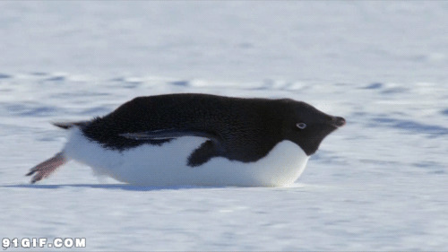 企鹅雪地单脚滑雪动态图