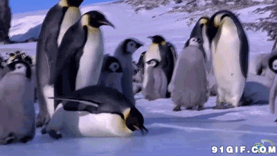 企鹅滑冰摔倒动态图:滑冰,企鹅