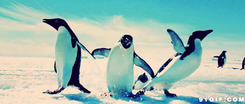 南极企鹅冰窟跳跃动态图:企鹅