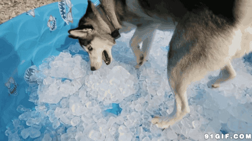 狼狗冰块寻找食物动态图:狗狗,冰块