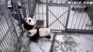 熊猫撒娇抱饲养员大腿搞笑动态图