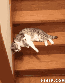 熟睡懒猫下楼梯动态图:猫猫,楼梯
