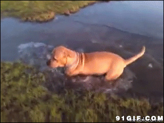 狗狗水中摔倒动态图