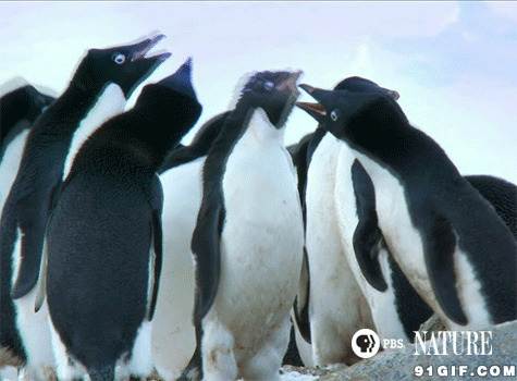 企鹅七嘴八舌交谈动态图:企鹅,说话