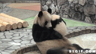 小熊猫亲熊猫妈妈动态图:熊猫,亲热