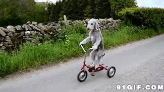 狗狗骑车张望搞笑动态图:狗狗,骑车,单车