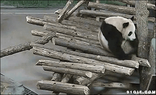 熊猫被骚扰惊醒动态图:熊猫,松鼠