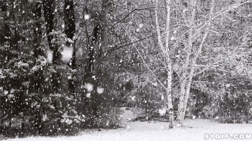 山林鹅毛大雪景色动态图:下雪,雪景