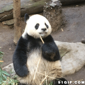 大熊猫悠闲啃竹子动态图:熊猫,吃东西