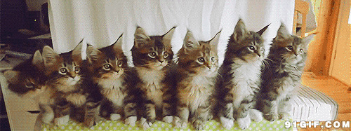 一排猫猫整齐扭头动态图:猫猫,扭头