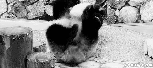 熊猫妈妈抱小熊猫翻滚动态图:熊猫,翻滚