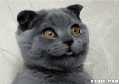 猫猫露出惊恐的眼神动态图:猫猫