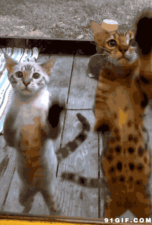 猫猫手舞足蹈动态图:猫猫