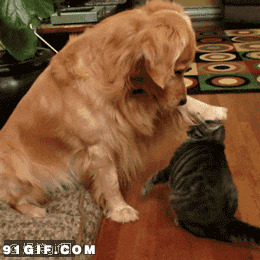 狗狗摸头安慰着摸着猫猫的头动态图:狗狗,猫猫