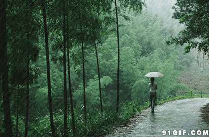 竹林小道打伞女人动态图:打伞,风景