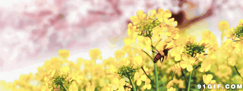 勤劳的小蜜蜂采蜜:蜜蜂