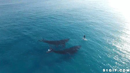 鲸鱼和冲浪者动态图:鲸鱼,大海