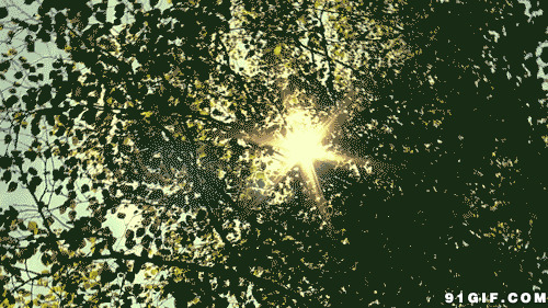 苍天大树露出炫目阳光动态图:大树,阳光