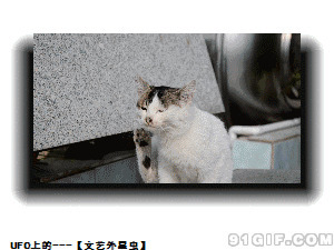 猫猫萌萌的打哈欠动态图:猫猫
