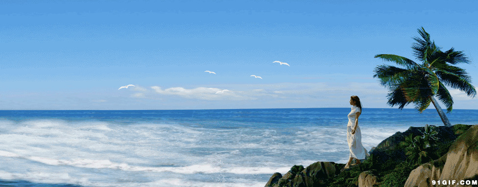 海边观海海鸥飞翔动态图