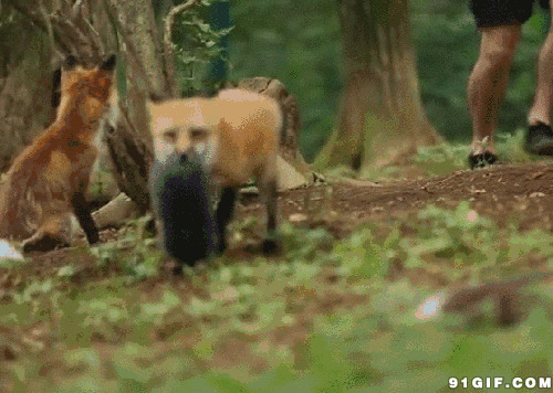 被狐狸抢走摄影器材搞笑动态图:狐狸,搞笑