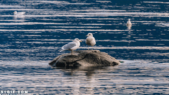 小鸟停留海上岩石动态图:小鸟,水鸟