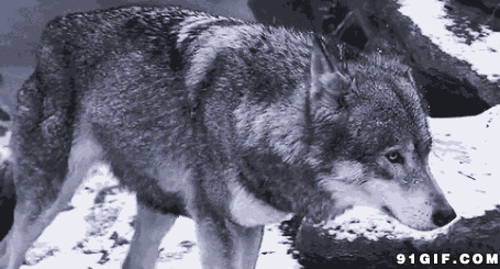 雪山孤狼动态图:野狼,恶狼