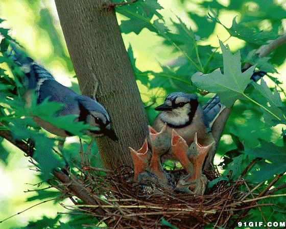 嗷嗷待哺的小鸟儿动态图:食物,喂养,小鸟