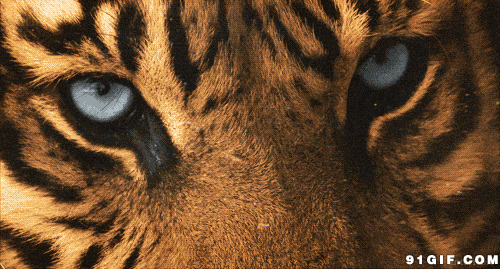 老虎眼睛图片:老虎,眼睛
