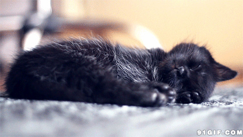 睡得好香的小黑猫动态图:猫猫