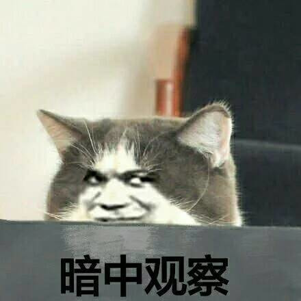 暗中观察表情图片