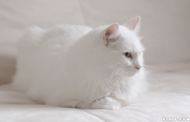 猫猫转动耳朵动态图:猫猫,白猫