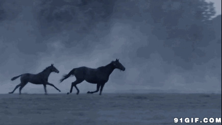 动画奔跑的马gif:奔跑,比赛,跑马,奔马