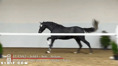 马跳跃栏杆动态图