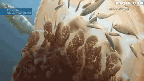 海底生物动态图片:海底,生物,水母