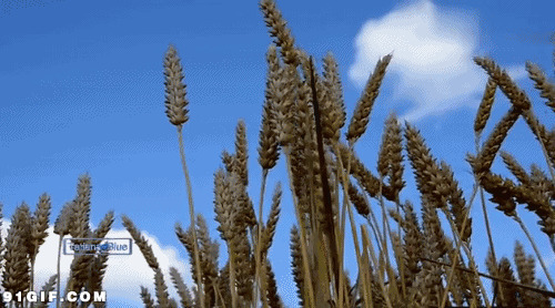 小麦穗动态图片