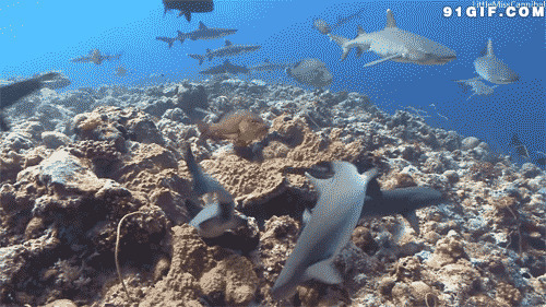海底世界鱼动态图片:海底,鱼群
