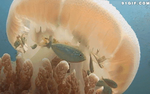 海底生物动态图:海底,生物,水母