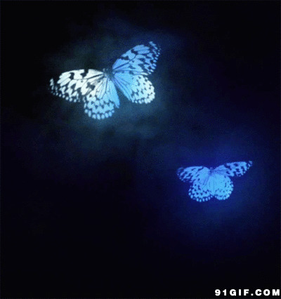 蝴蝶飞的动态图片