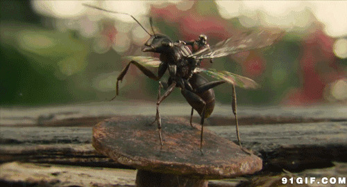 小昆虫动态图:昆虫,动物,蚂蚁