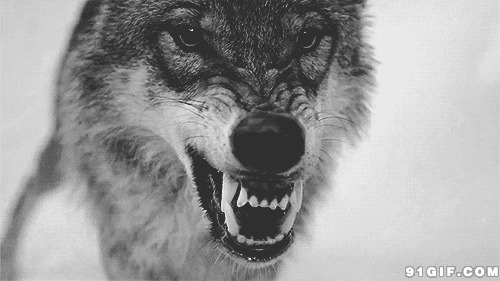 野狼动态图:野狼,恶狼