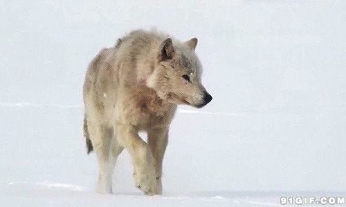 雪地里的狼图片