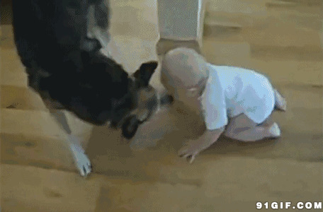婴儿和狗狗:狗狗,婴儿