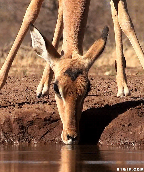 小鹿喝水动态图片