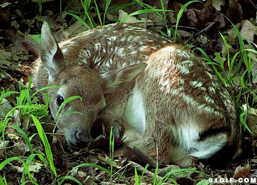梅花鹿睡觉图片:梅花鹿,小鹿