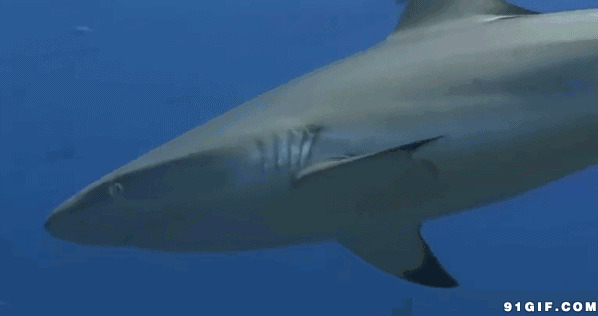 海底世界大鲨鱼图片