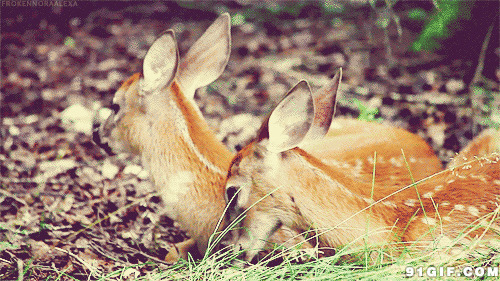 可爱小鹿图片