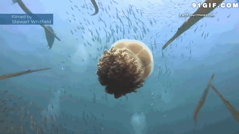 海底神秘生物图片:海底,生物,水母