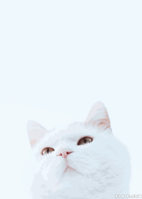 猫咪眨眼图片:猫猫,眨眼,白猫